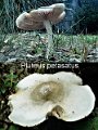 Pluteus petasatus-amf1492